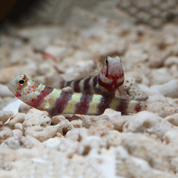 wheeleri gobies resting in an aquarium