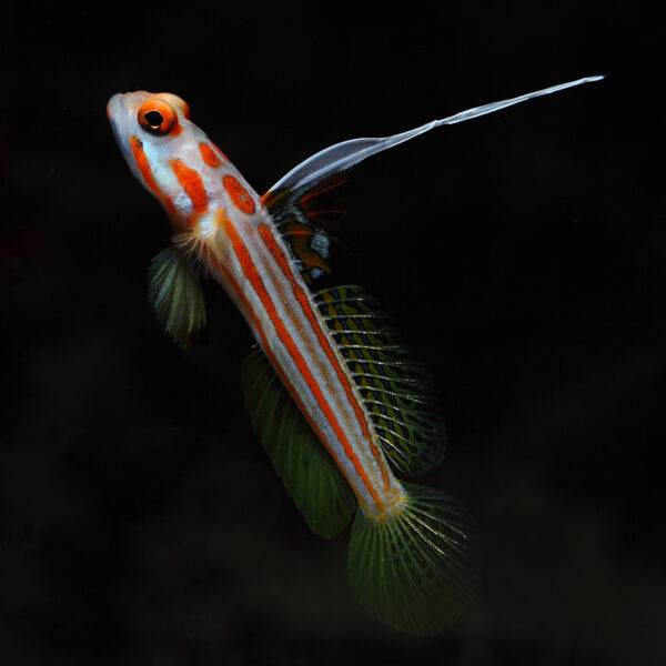 Yasha Goby, AKA Orange Stripe Shrimp Goby , is a striking red and white goby from the maldives