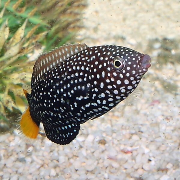 Yellow Tail Tamarin Wrasse, Anampses meleagrides, also go by the name Spotted Wrasse.