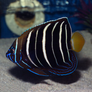 Adult African Angelfish, Pomacanthus chrysurus, also go by the name Ear-spot Angel or Goldtail Angel.