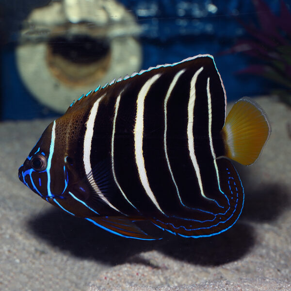 Adult African Angelfish, Pomacanthus chrysurus, also go by the name Ear-spot Angel or Goldtail Angel.