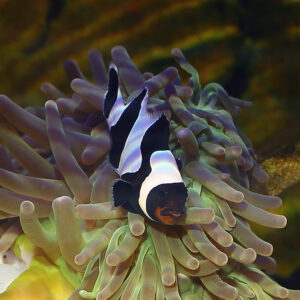 Black and White Clownfish are absolutely stunning variants of ocellaris clowns.
