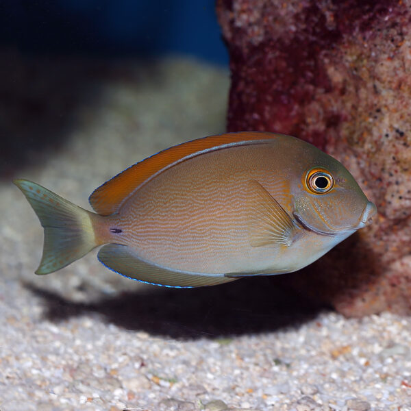 Bariene Tangs, Acanthurus bariene, also go by the name Black Spot Surgeonfish