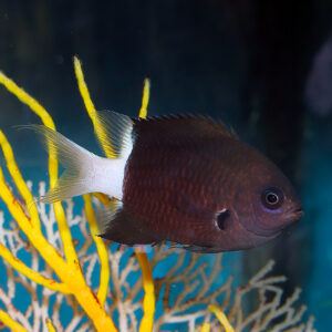 Bicolour Chromis, also known as Chromis margaritifer, at the abyss
