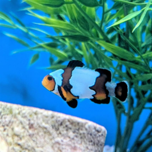Black Ice Clownfish