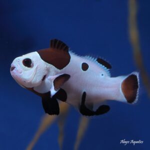 black storm clownfish