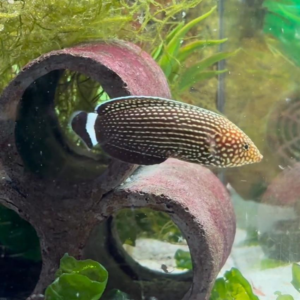 Black Tail Tamarin Wrasse Juv/Female, Anampses lineatus, also go by the name Lined or White Dashed Wrasse.