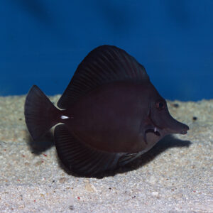 Black Tangs, Zebrasoma rostratum, also go by the name Longnose Surgeonfish.