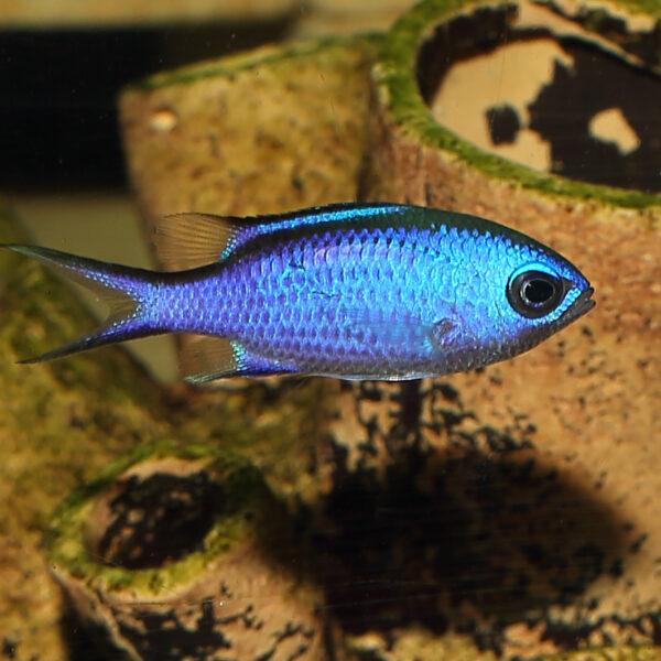 Blue Reef Chromis