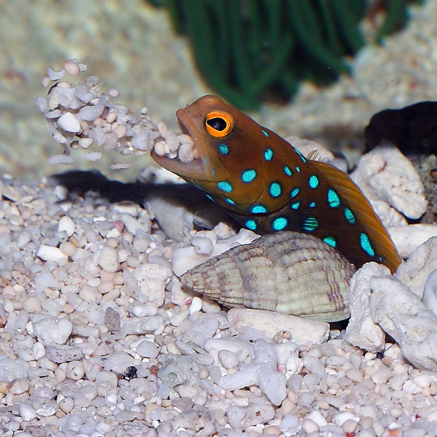 Blue Spotted Jawfish Fast Professional service Abyss Aquatics