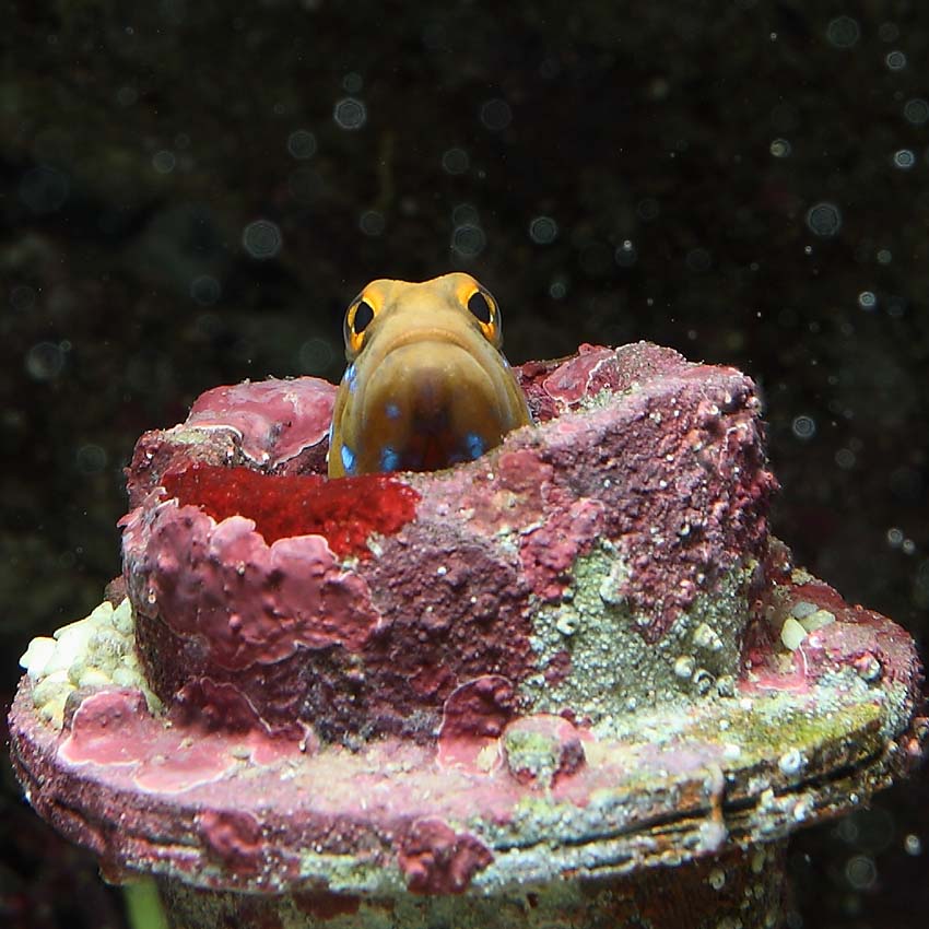 Blue Spotted Jawfish Fast Professional service Abyss Aquatics