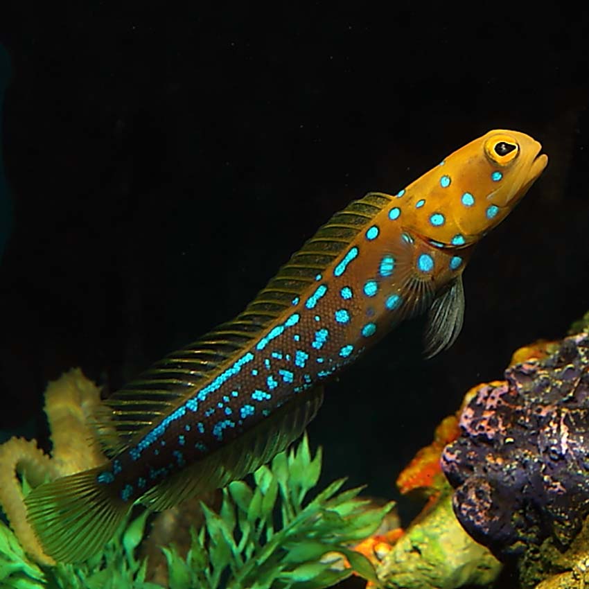 Blue spotted deals jawfish care