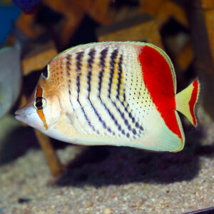The Red Sea Pearlscale Butterflyfish, Chaetodon paucifasciatus, is also called the Red Sea Eritrean Butterflyfish or Red Back Pealscale Butterfly.