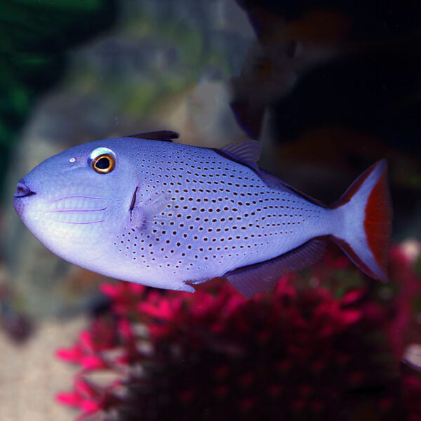 The Redtail Caribbean Trigger (Xanthichthys ringens) in the aquarium