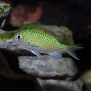 Green Chromis at the abyss