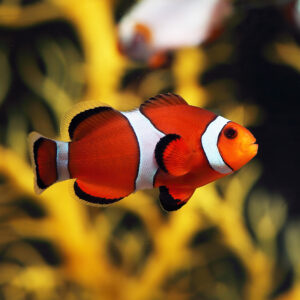 Common Clownfish also go by the name Ocellaris Clownfish.