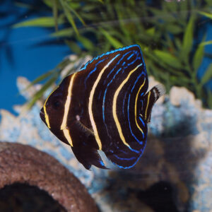 Cortez Angelfish Juvenile