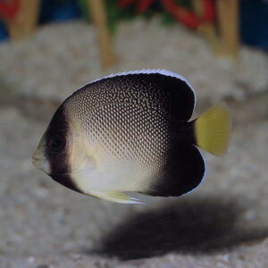 Cream Angelfish, Apolemichthys xanthurus, also go by the name Indian Yellow Tail Angelfish