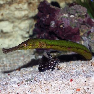 Crocodile Pipefish, Syngnathoides biaculeatus, also go by the name Alligator Pipefish.