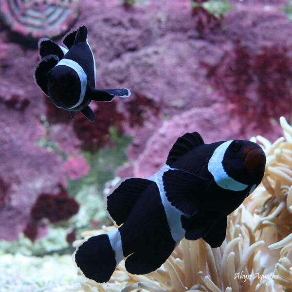 Darwin Clownfish pair are a stunning ocellaris variants.