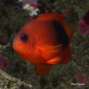 Fire Clownfish are stunning attractive fish.