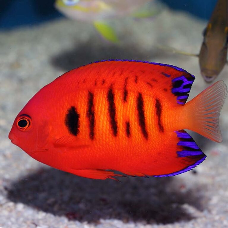 Flame Angelfish from Abyss Aquatics UK . Fast Professional service.