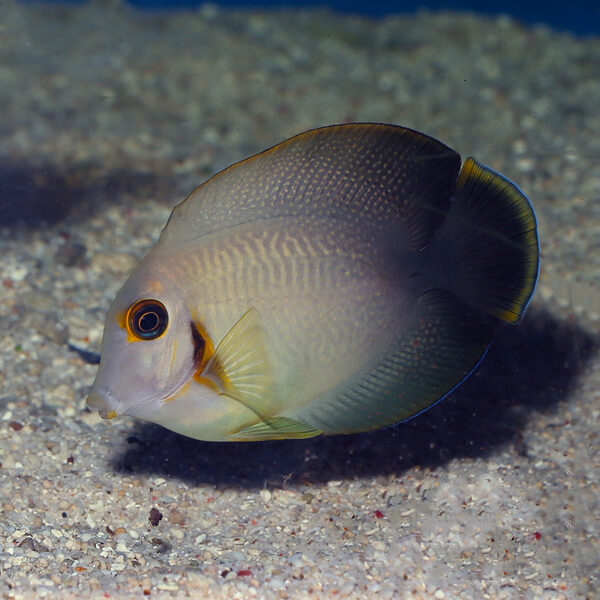 Half Black Mimic Tangs, Acanthurus tristis, at the abyss mjs