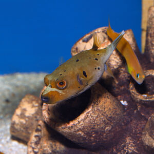 The Hush Puppy Dogface Pufferfish, scientifically known as Arothron nigropunctatus, at the abyss mjs