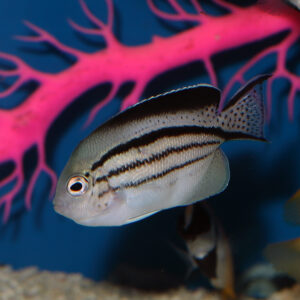Lamark Angelfish, Genicanthus lamarck, also go by the name Blackstriped Angel.