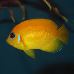 Lemon Peel Angelfish, Centropyge flavissima, at the abyss mjs