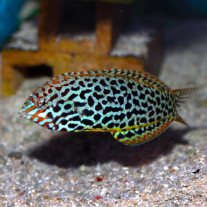 Leopard Wrasse Juv/Female, Macropharyngodon meleagris, at the abyss mjs