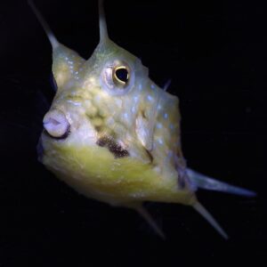 long horn cowfish, Lactoria cornuta, a fish that darwin would have struggled with