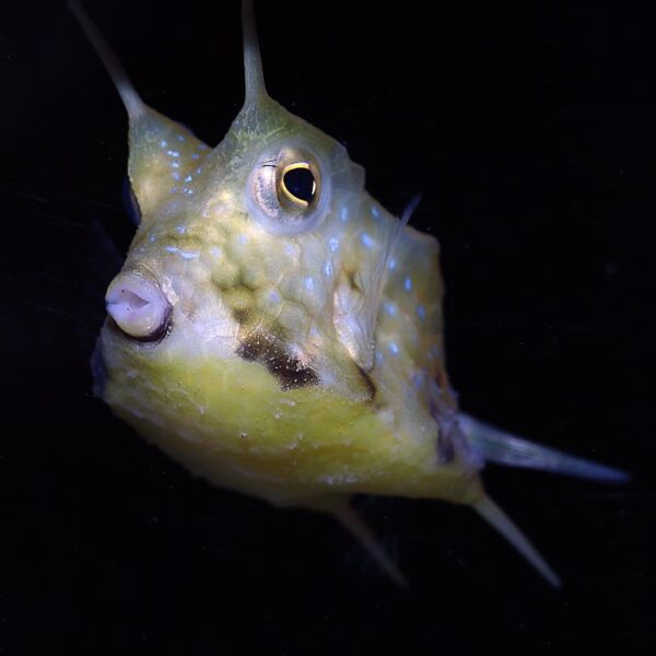 long horn cowfish, Lactoria cornuta, a fish that darwin would have struggled with