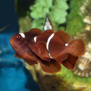 maroon clownfish are adorable chunky fish