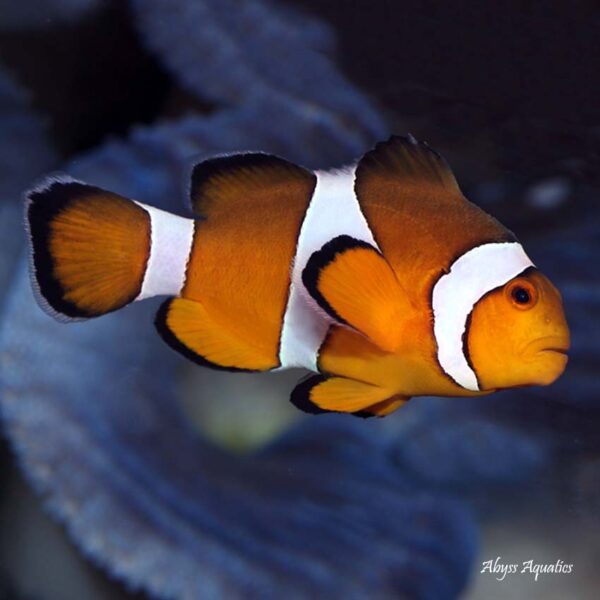 Common Clownfish also go by the name Ocellaris Clownfish.