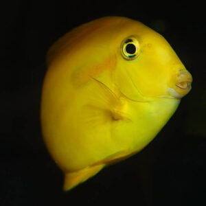 Orange Shoulder Tang Juvenile, Acanthurus olivaceus, also go by the name Orange Spot Surgeonfish.