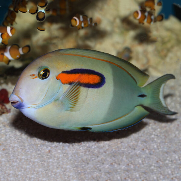 Orange Shoulder Tang Adult, Acanthurus olivaceus, also go by the names Orange Blotch Surgeonfish and Orange Band Tang.