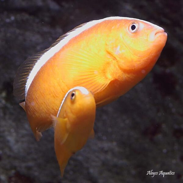 Orange Skunk Clownfish Pairs are absolutely adorable.