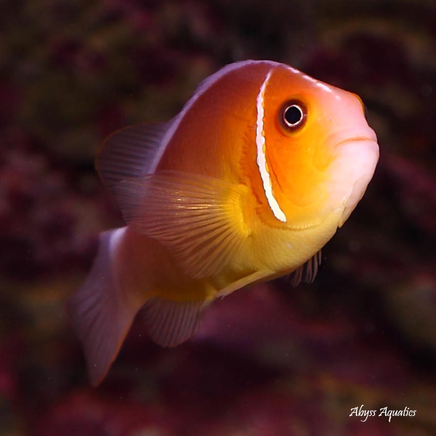 Pink Skunk Clownfish Pair Fast Professional service Abyss Aquatics