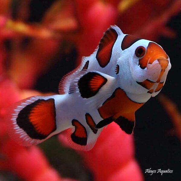 Orange Storm Clownfish pairs are fantastic ocellaris variants.