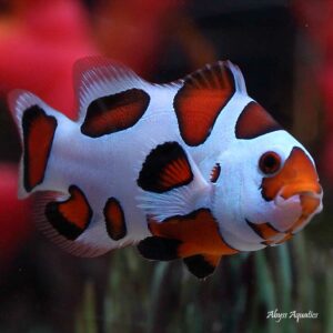 Orange Storm Clownfish are fantastic ocellaris variants.