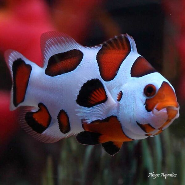 Orange Storm Clownfish are fantastic ocellaris variants.