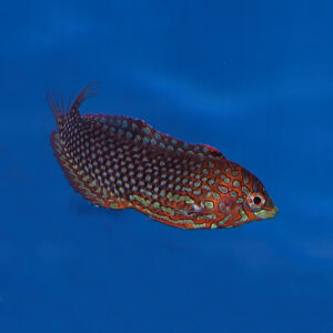 ornate leopard wrasse