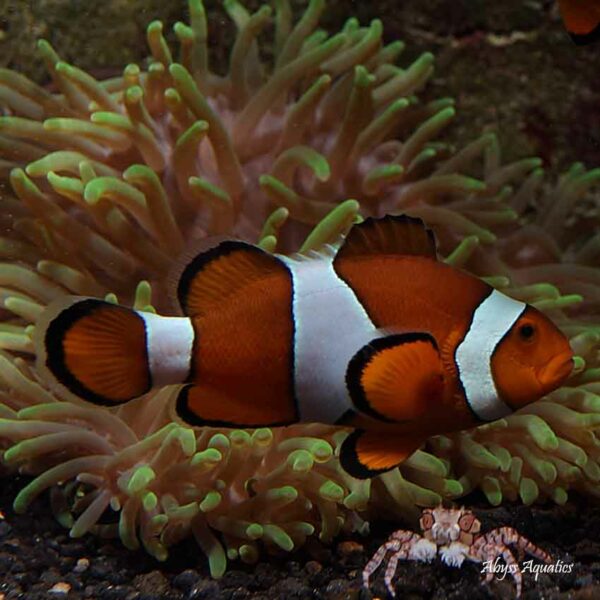 Percula Clownfish are beautiful and iconic marine fish.