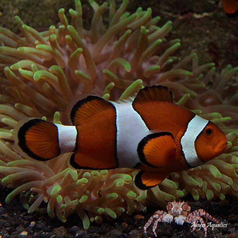 clownfish for skype 3.70 clownfish for skype 3.70