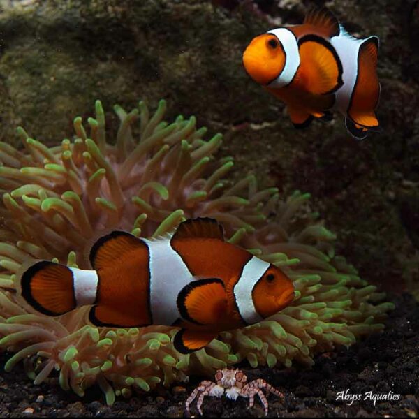 Percula Clownfish are beautiful and iconic marine fish.