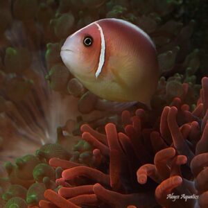 Pink Skunk Clownfish are absolutely adorable.