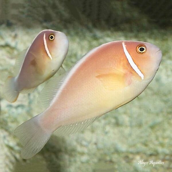 Pink Skunk Clownfish Pairs are absolutely adorable.