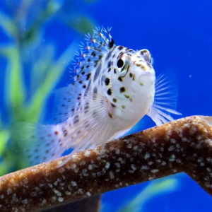 The Pixy Spotted Hawkfish (Cirrhitichthys aprinus) is a visually striking fish with vibrant colours and elaborate patterns.