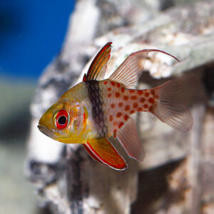 pyjama cardinalfish at abyss. mjs